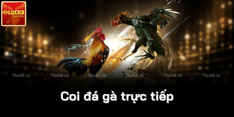 Coi đá gà trực tiếp