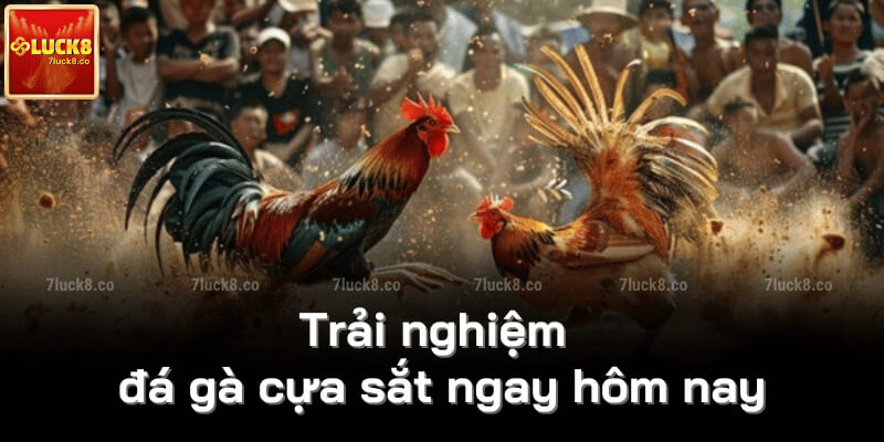 Trải nghiệm đá gà cựa sắt ngay hôm nay