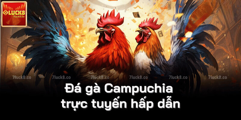 Đá gà Campuchia trực tuyến hấp dẫn