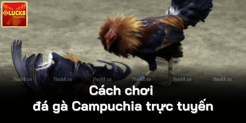 Cách chơi đá gà Campuchia trực tuyến