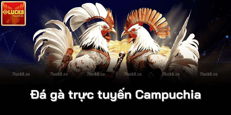 Đá gà trực tuyến Campuchia