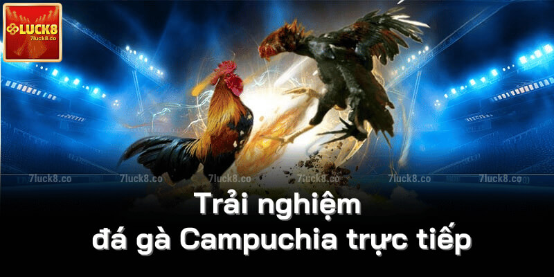 Trải nghiệm đá gà Campuchia trực tiếp